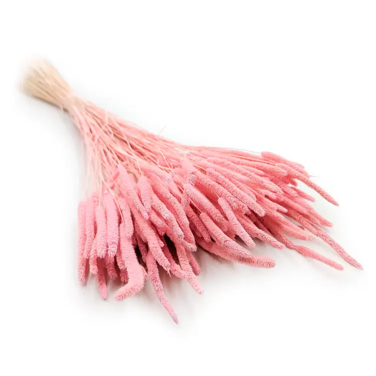 Tymotka Phleum Różowa 1.png