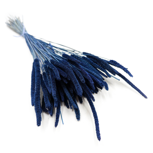 Tymotka Phleum Niebieska.png