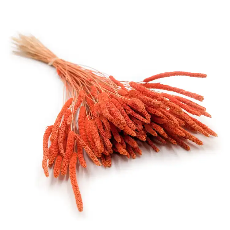 Tymotka Phleum Pomarańczowa.png