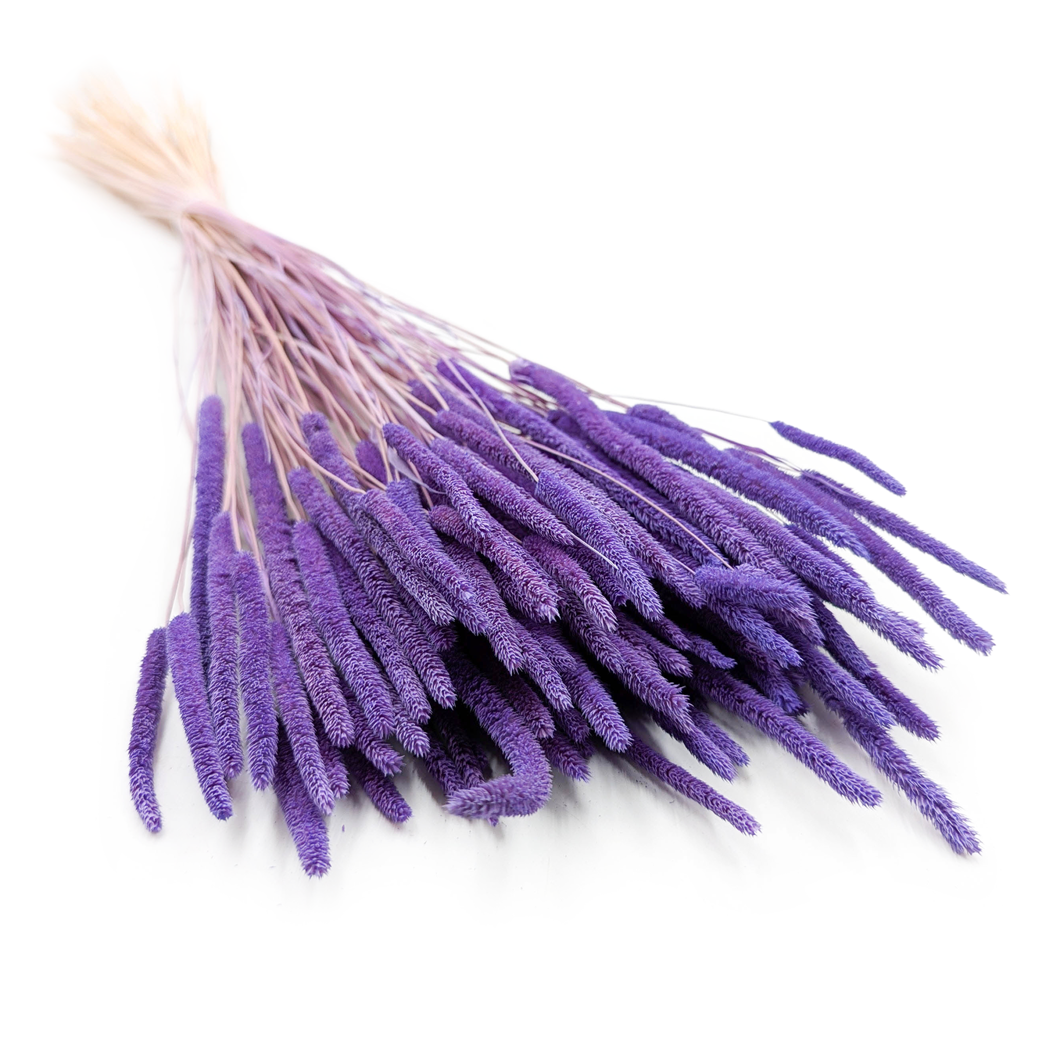 Dried Timothy Grass - Lila