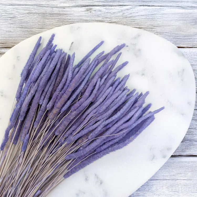 Tymotka - lawendowa 2.png