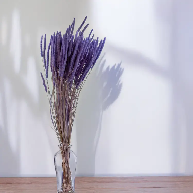 Tymotka - lawendowa 4.png