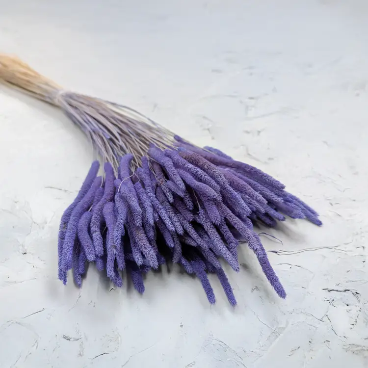 Tymotka - lawendowa.png