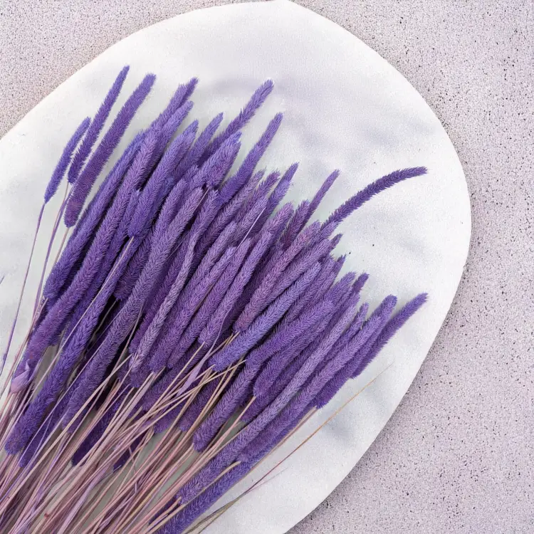 Tymotka - lila 2.png