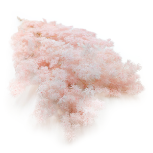 Stabilized Asparagus - Ming Fern - Pastel Pink