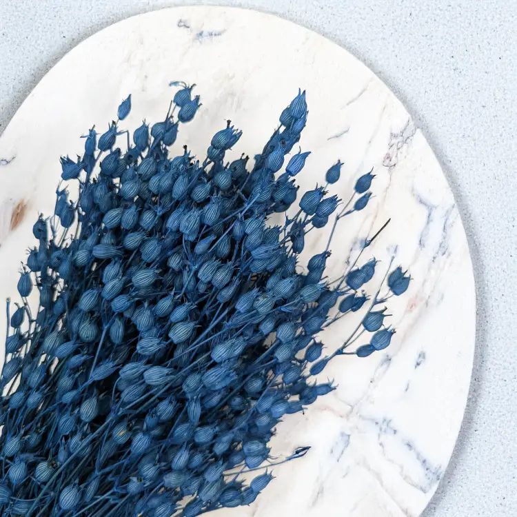 Silene niebieskie 2.png