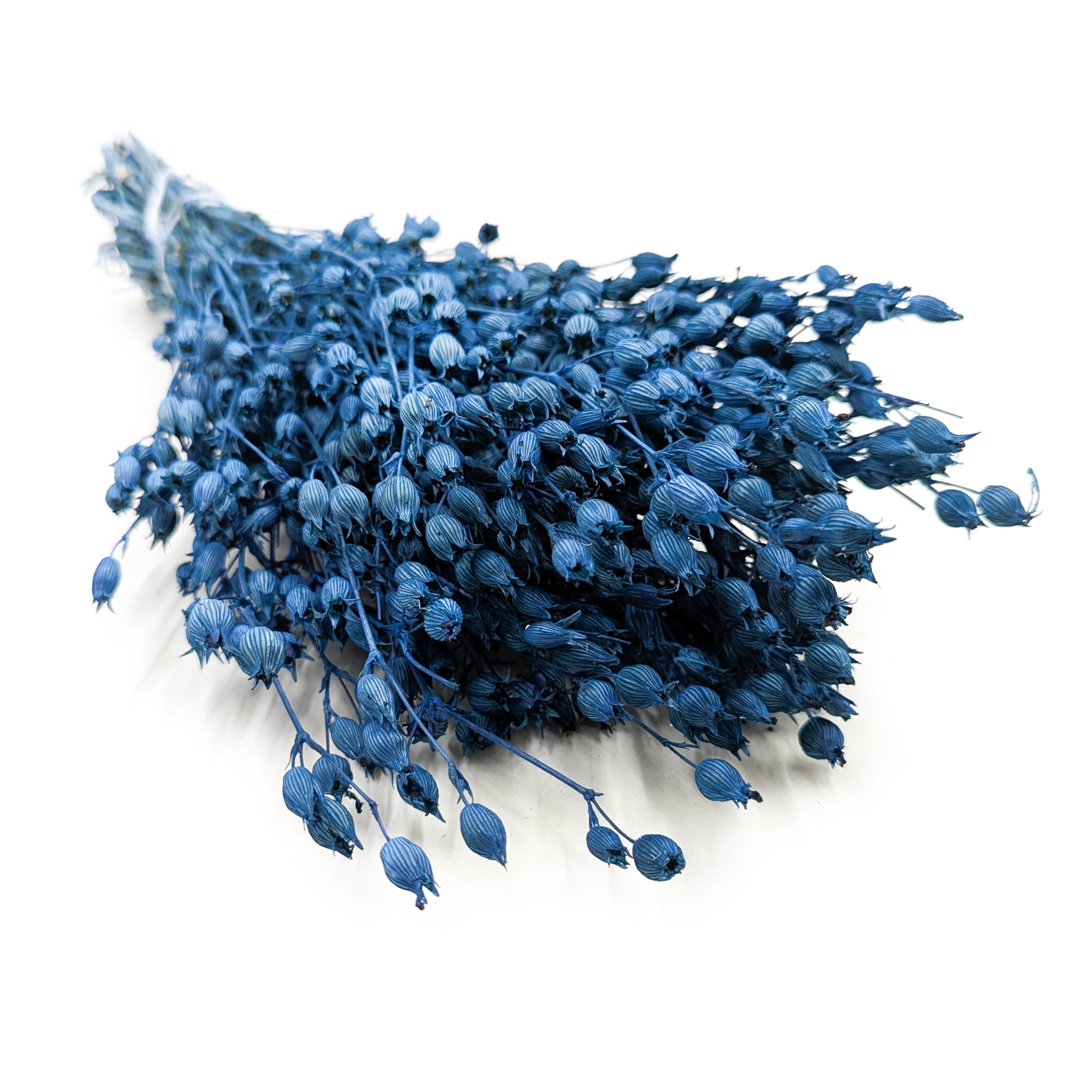 Bladder Campion - (Silene) - Blue