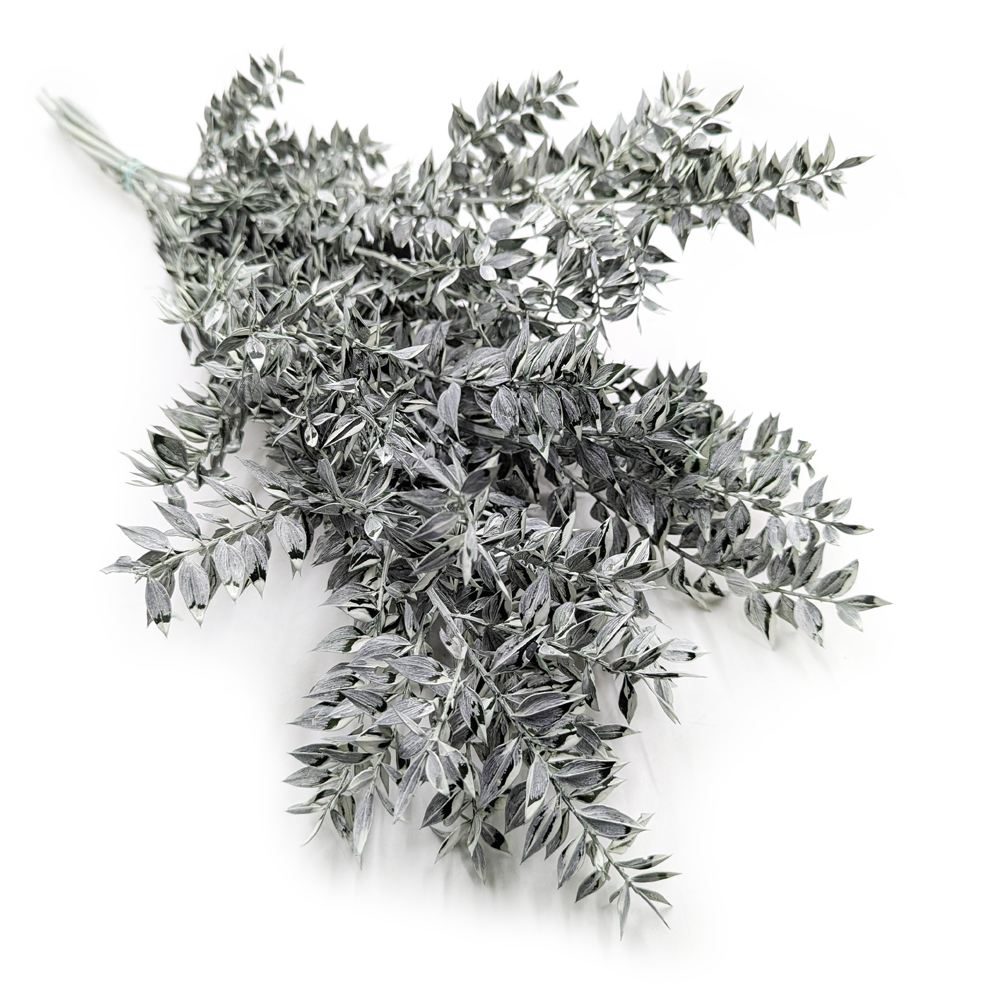 Ruscus Preserved – Matte Green