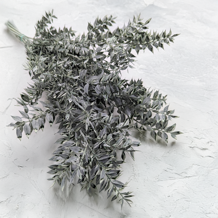 Ruskus bielony matowy zielony.png