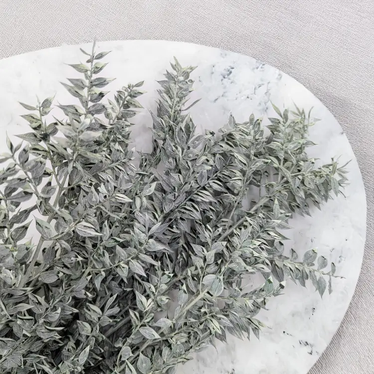 Ruskus bielony matowy zielony 2.png