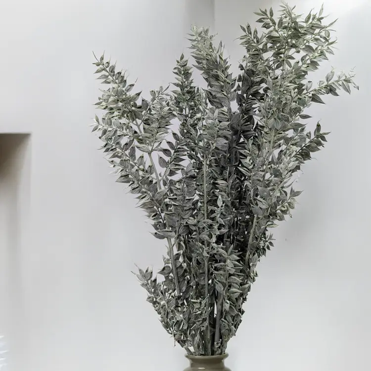 Ruskus bielony matowy zielony 3.png