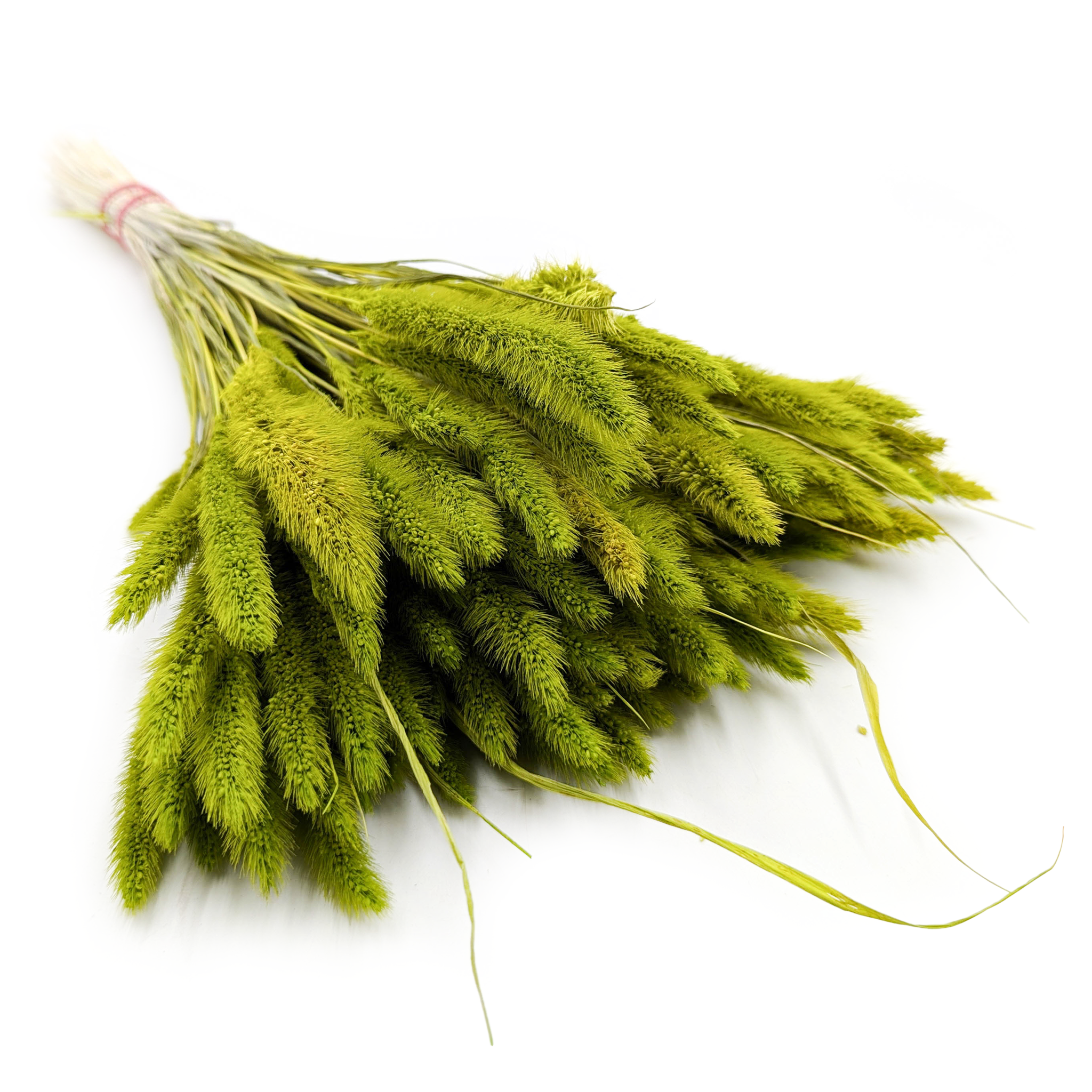 Setarea Dried - Bristle Grass - Foxtail - Light Green