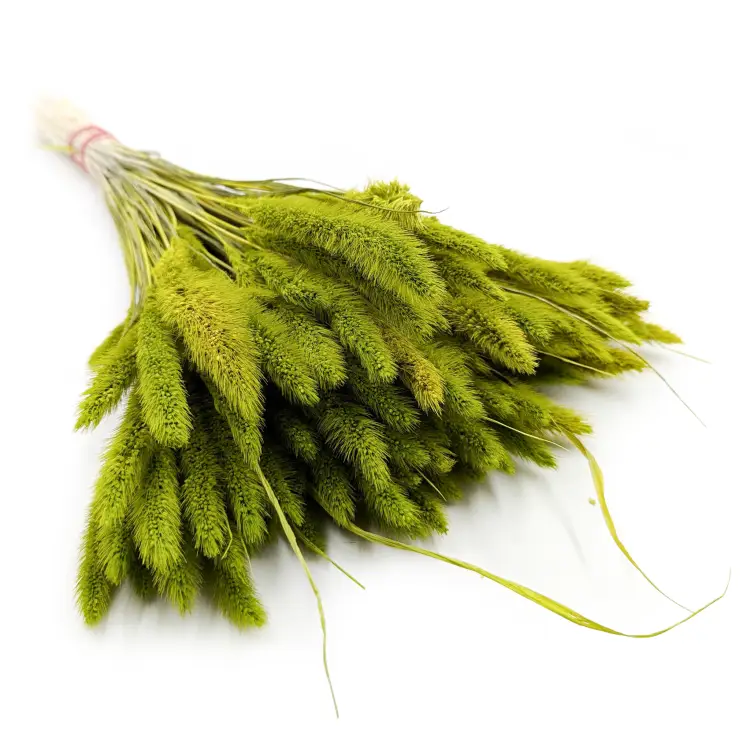 Proso jasnozielone.png