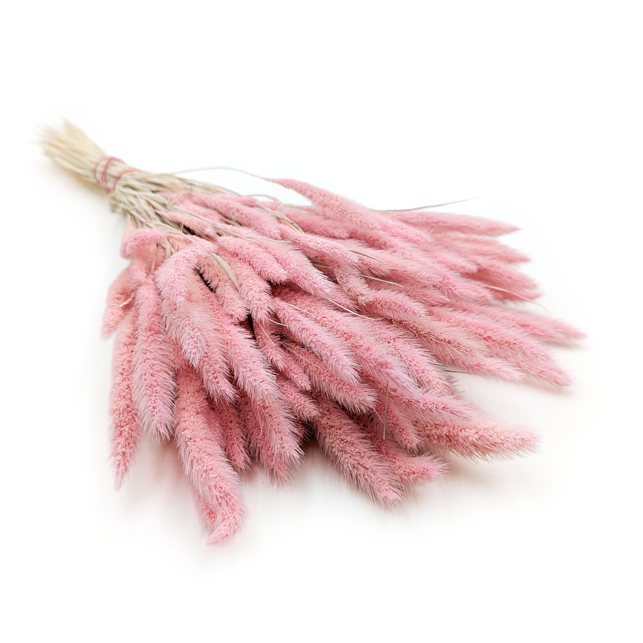 Setarea Dried - Bristle Grass - Foxtail - Pink