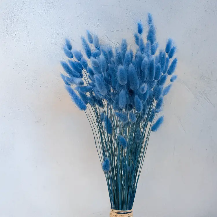 Lagurus Azzurro 4.png