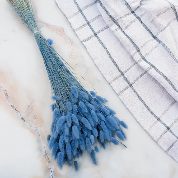 Lagurus Azzurro 1.png