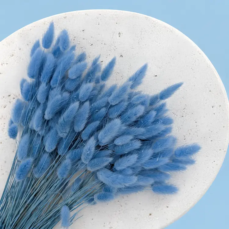 Lagurus Azzurro 2.png