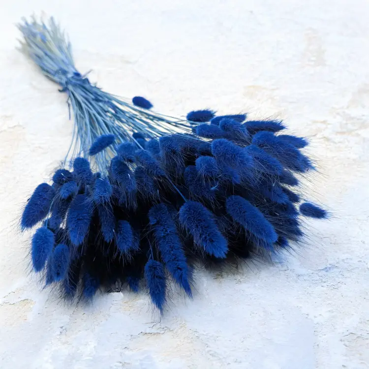 Lagurus ciemny niebieski.png