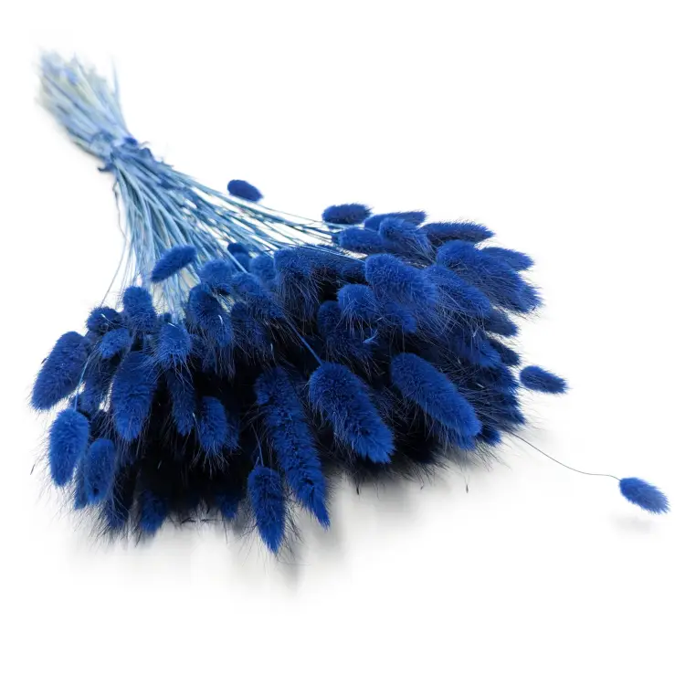 Lagurus Dark Blue -ciemnoniebieski.png