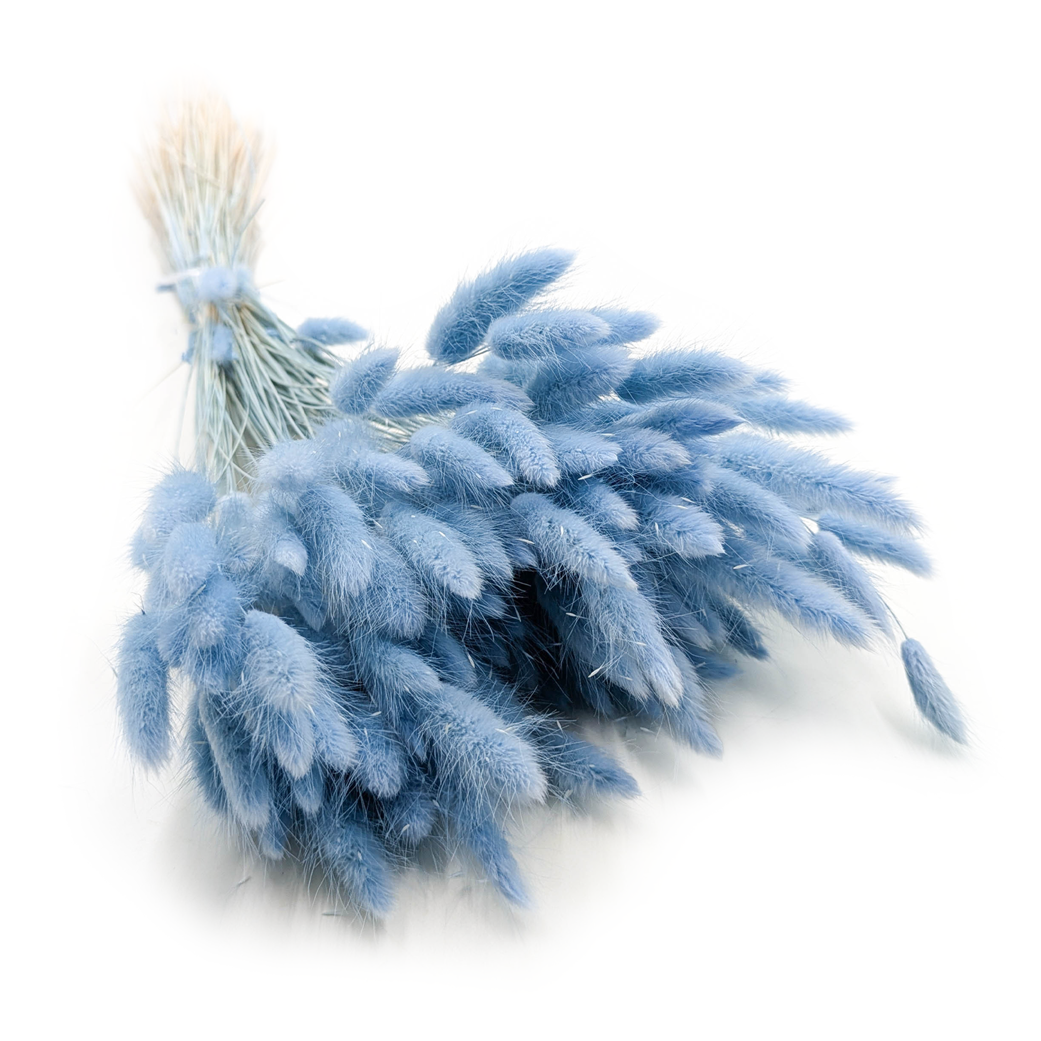 Dried Bunny Tails (Lagurus) - Light Blue