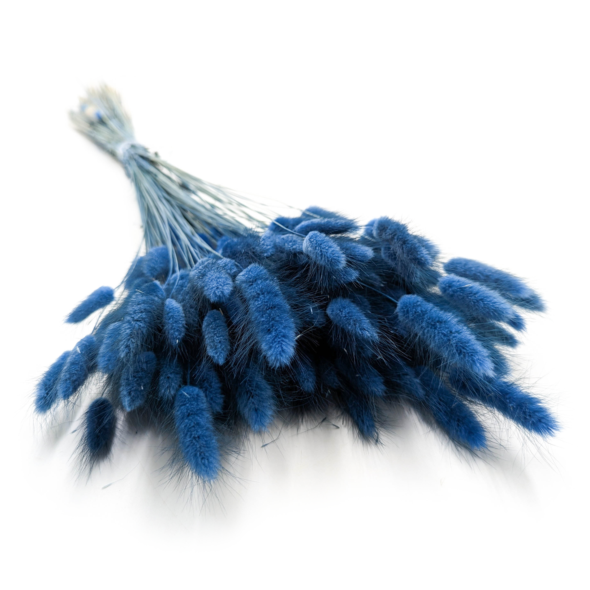 Dried Bunny Tails (Lagurus) - Blue