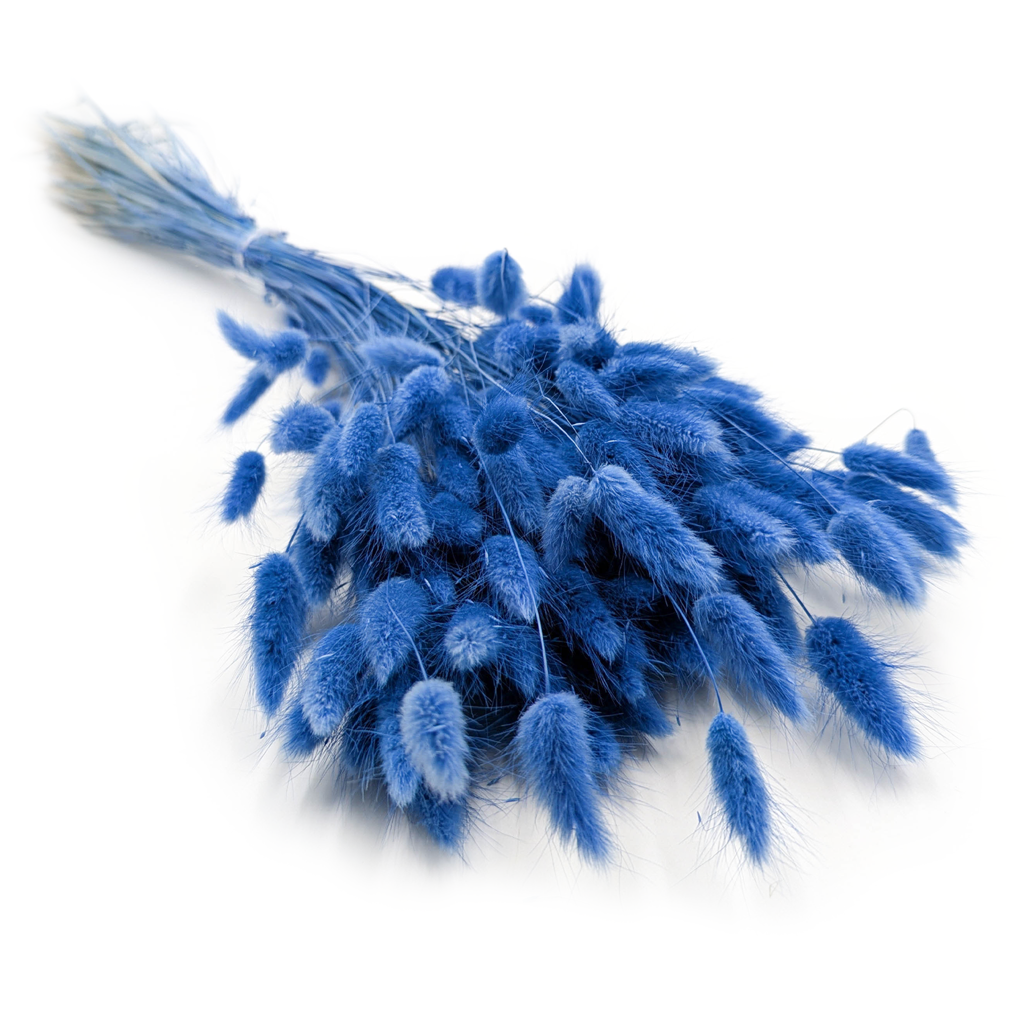 Dried Bunny Tails (Lagurus) - Marine Blue