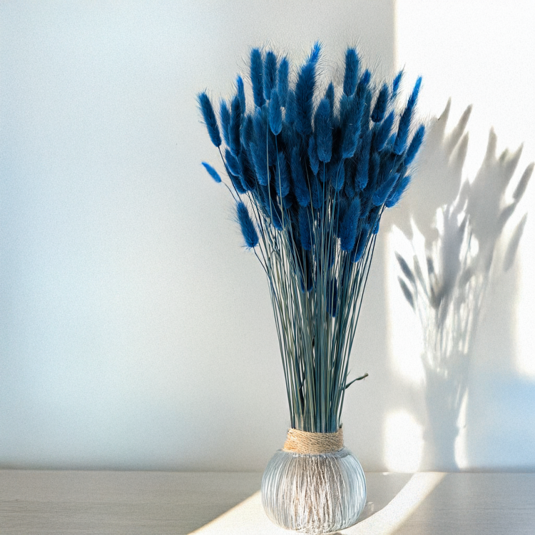 Lagurus niebieski 3.png