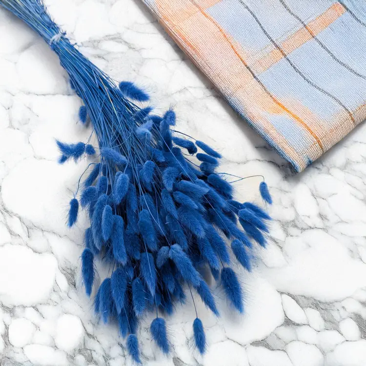 Lagurus morski 1.png