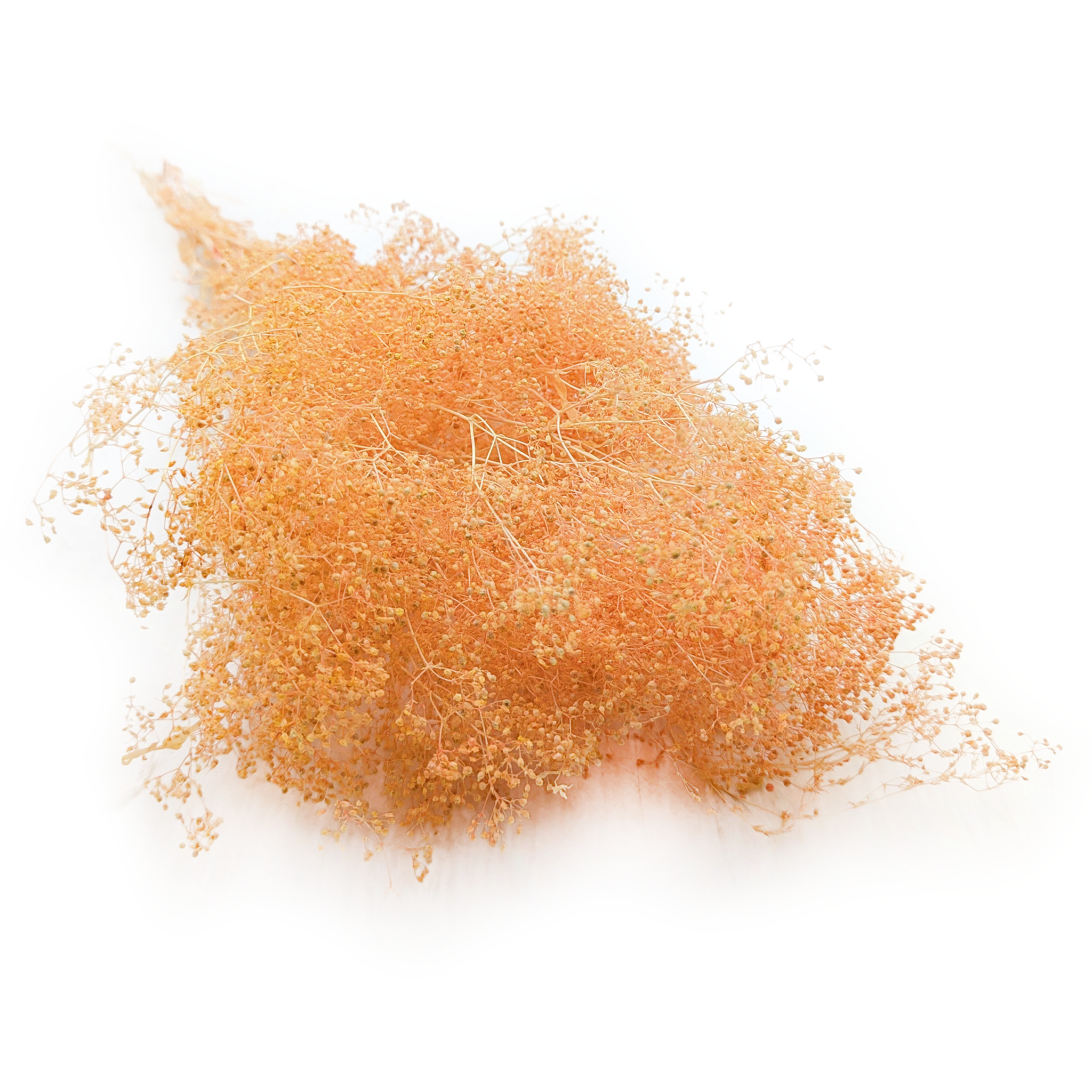 Preserved Small Gypsophila - Baby's Breath - Peach