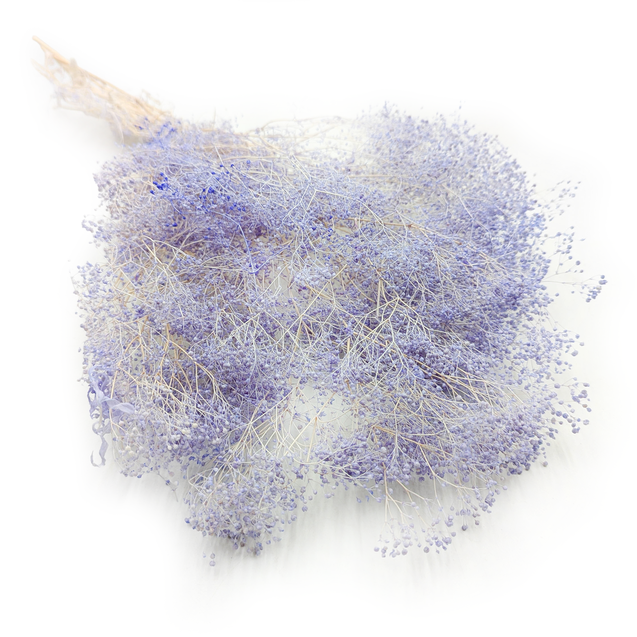 Preserved Small Gypsophila - Baby's Breath - Lavender