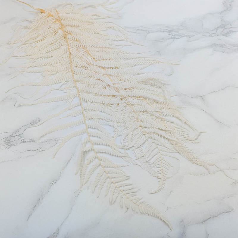 Pergaminowa duża bielona.png