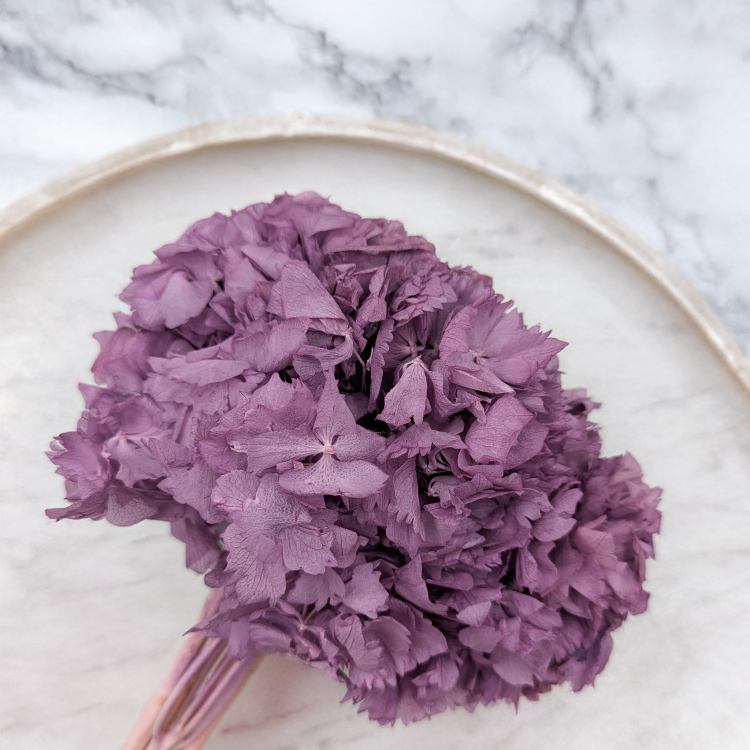 Hortensja stabilizowana fioletowa 1.png