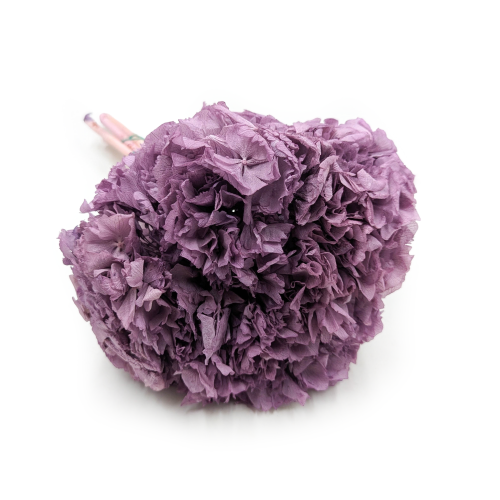 Hortensja Stabilizowan Fioletowa.png