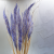 Mini pampas lawendowy 4.png