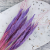 Mini pampas lila 2.png