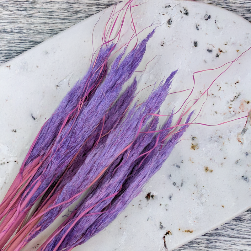 Mini pampas lila 2.png