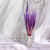Mini pampas lila 4.png