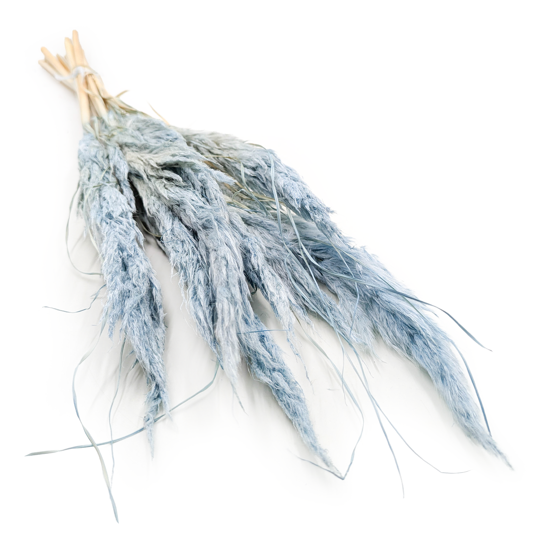Mini Pampas Grass – Light Blue – 10 pcs