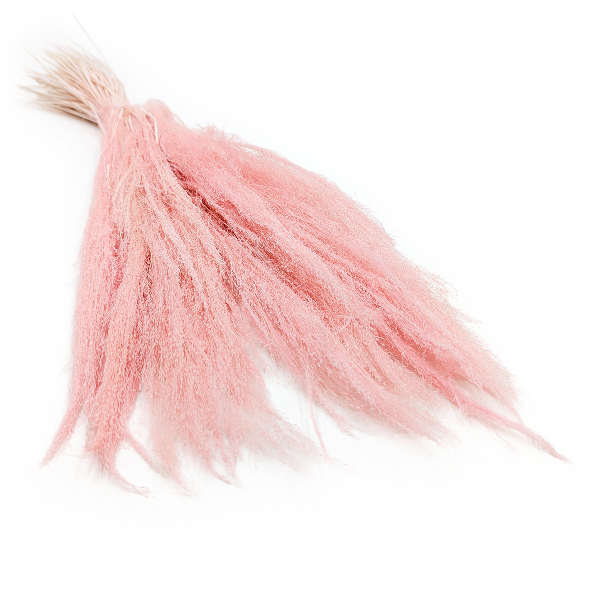 Dried Agrostis Grass – Light Pink