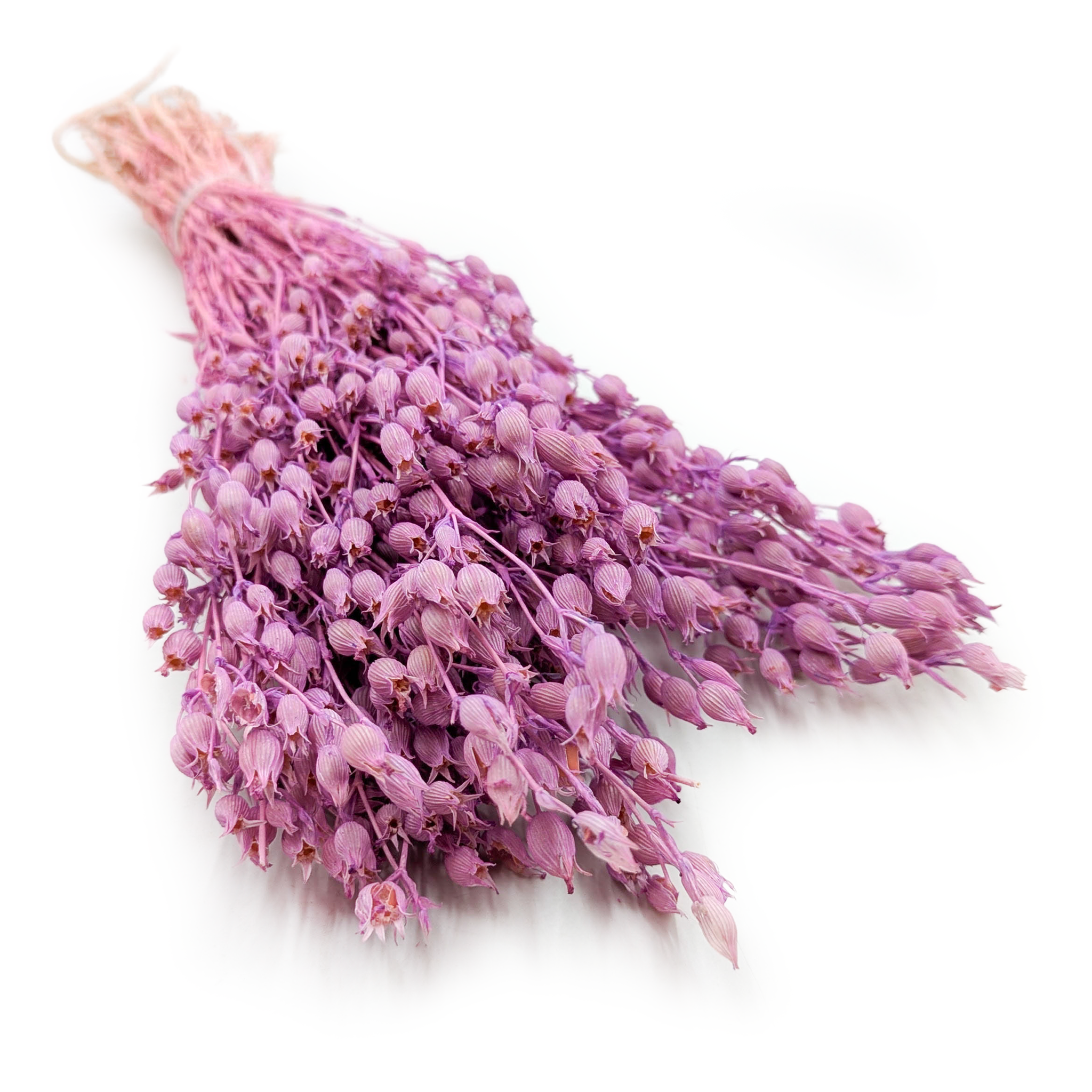 Bladder Campion - (Silene) - Lila