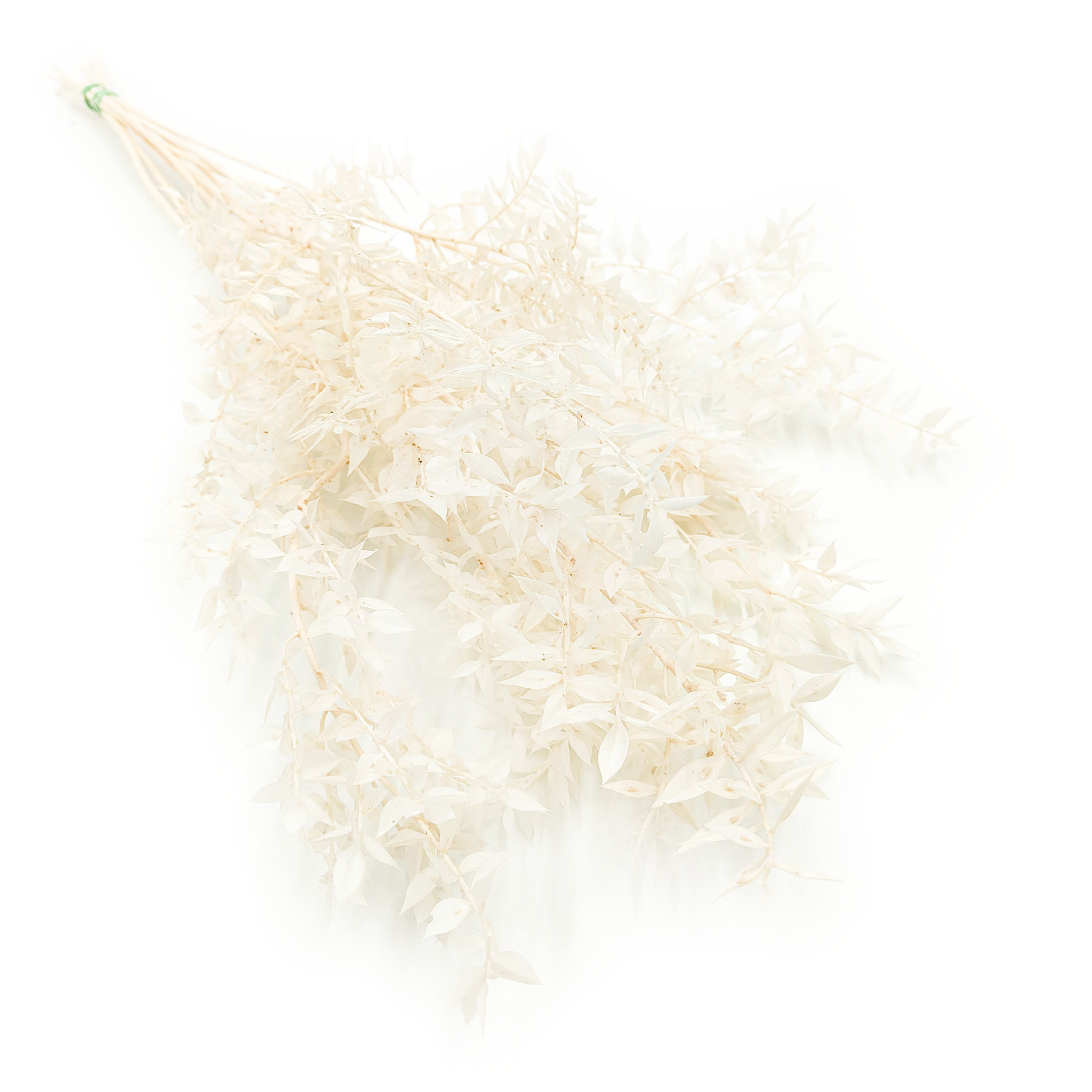 Ruscus Preserved - Bleached