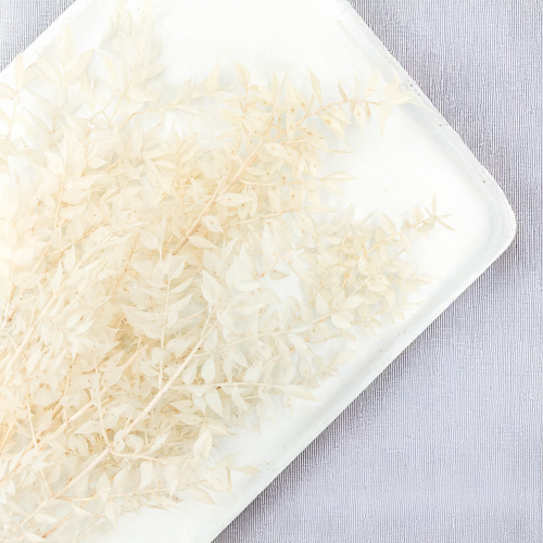 Ruskus Bielony Stabilizowany 2.png