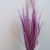 Agrostis Lila 4.png