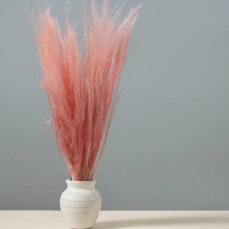 Agrostis jasnoróżowy 4.png