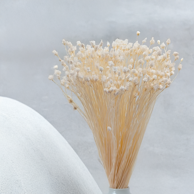 Jazilda bielona 4.png