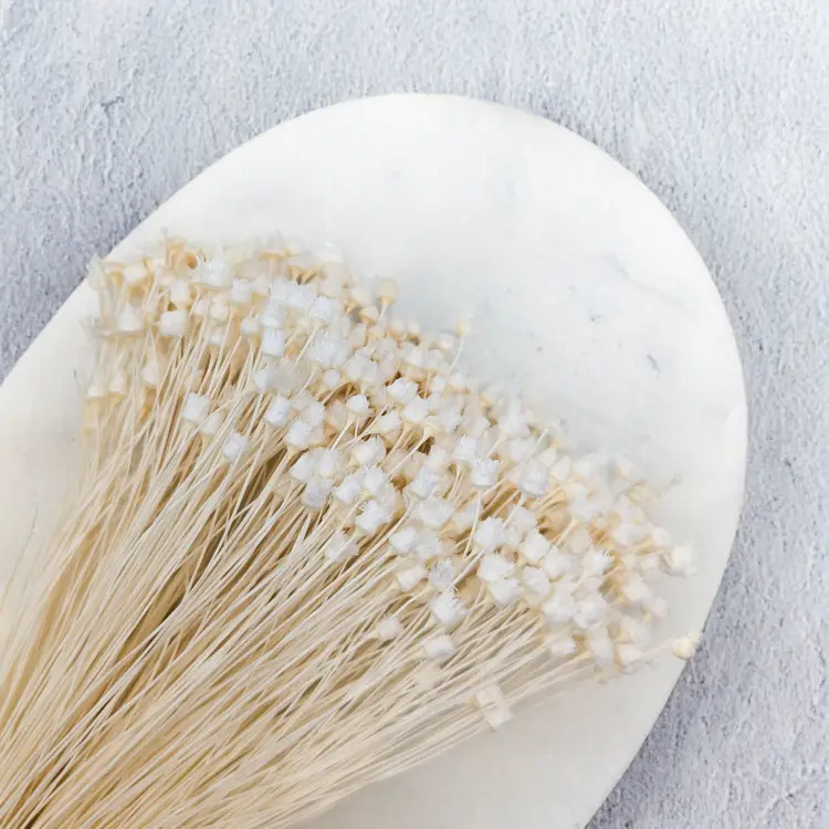 Jazilda bielona 2.png