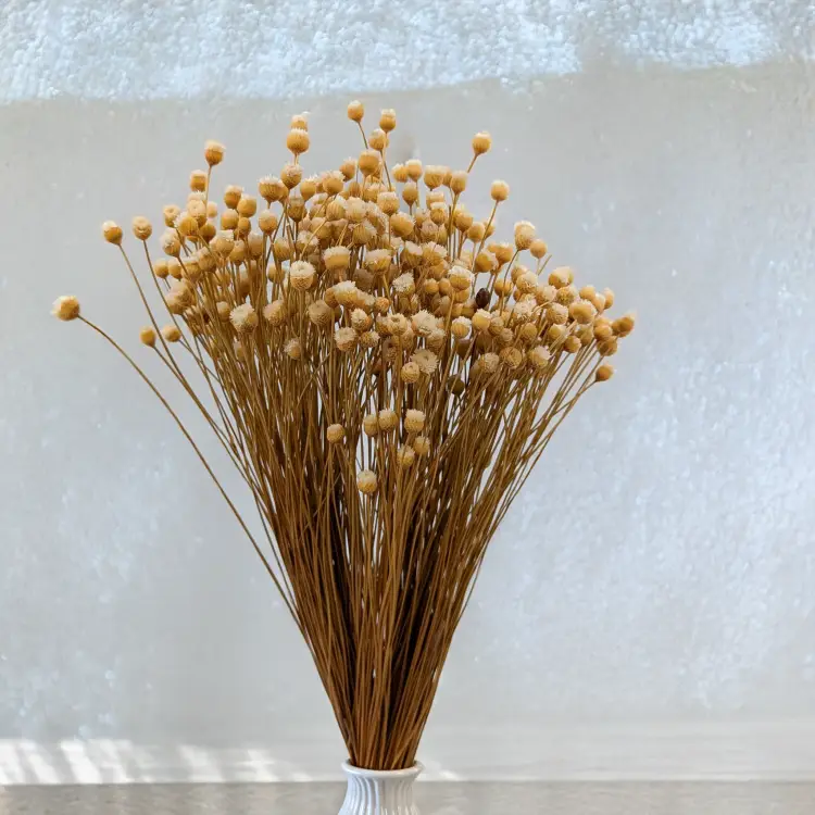 Jazilda naturalna 4.png