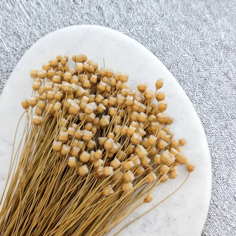 Jazilda naturalna 2.png