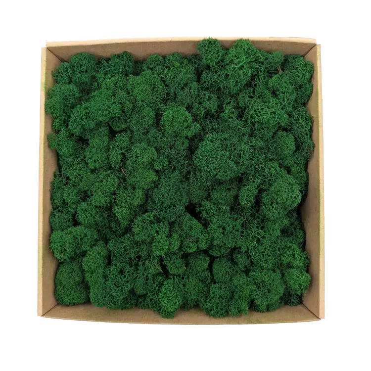 mech Chrobotek Alpejski lesny Zielony 1.png