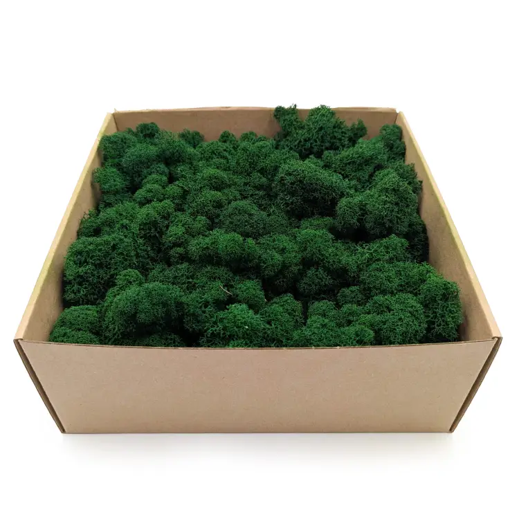 mech Chrobotek Alpejski lesny Zielony 2.png